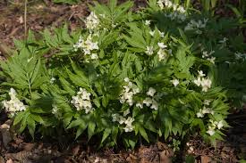 Image result for Cardamine