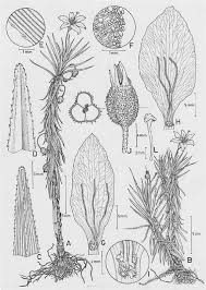Image result for Velloziaceae