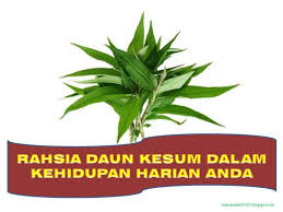 Cara menanam pokok daun kesum dalam pasu besar( tidak berlubang). Farah Hanim Rahsia Kelebihan Daun Kesum Untuk Kehidupan Anda