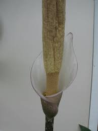 Image result for Amorphophallus goetzei