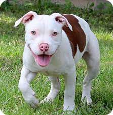 Great dog she has all of her shot good with children and can contacts us at live in danbury ct. Glastonbury Ct American Staffordshire Terrier Mix Meet Lovey A Puppy For Adoption Http Www Adoptap Pitbull Terrier American Pitbull Terrier Pitbull Dog