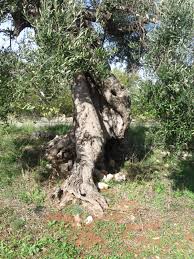 Pin Von Mario Lacitignola Auf Ulivi Di Puglia Baum Pflanzen Blumen