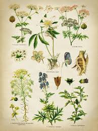 Botanical Print Set Of 2 Poisonous And Medicinal Plants Chart Etsy Botanical Print Set Botanical Prints Botanical Poster