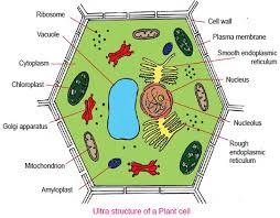 We provide you with notes, ncert solutions, worksheets and extra questions for your practice.in this chapter, we will learn aboutwhat arecells?size ofcellsin organismsmulticellular and unicellularorganismsdifferentshapesof. Cbse Pathshala 8th Class Cell Structure And Functions Biology Cell Structure Plant Cell Structure And Function