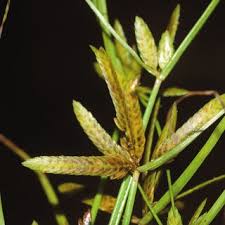 Image result for Eleocharis retroflexa