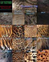 Texture Cat Fur Textures Cat Skin Animal Fur