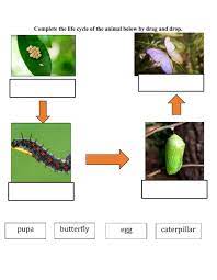 Life Cycle Of Butterfly Interactive Worksheet Butterfly Life Cycle Life Cycles Butterflies Activities