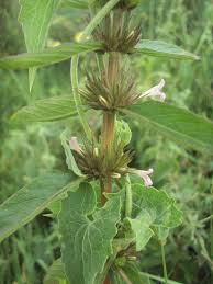 Image result for Hygrophila cataractae