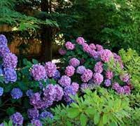 From a wide range of quality brands to affordable picks, these. Dear Dolores Hydrangea 2 Gallon Shrub Southern Living Plant Collection Gardener Direct