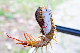 The Centipedes Bite