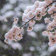 雪桜 雪桜 桜 雪 綺麗 雪 桜 雪 風景
