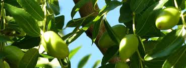 Olive Leaf Extract Gives Firmness To The Skin Marina Miracle