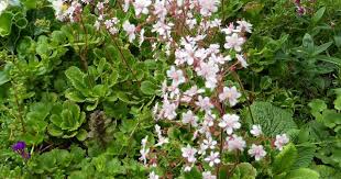 Pflanzen Fur Schattige Mauerfugen In 2020 Zierpflanzen Pflanzen Porzellanblume