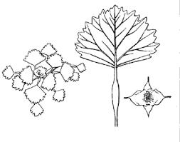 Image result for Trapa natans