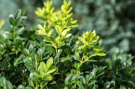 Is it a disease, is it lack of water. How To Grow And Care For Boxwood Shrubs Gardener S Path