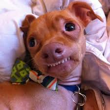 The most popular form of overbite correction is orthodontic treatment. Overbite Dog Underbite Dog Breeds My Puppy Has An Underbite Is That Okay