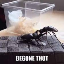 Begone Thot Beetle Gif Begone Thot Beetle Battle Discover Share Gifs
