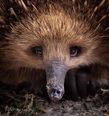 Australian Geographic On Instagram This Portrait Of A Short Beaked Echidna Was Captured By Kylie Moron Echidna Animal Photography Wildlife Australian Animals