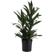 Image result for Ixora laurentii