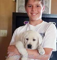 Are yellow labs good dogs? Lab Puppies Southern California