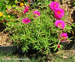 بورتولاكا لتوريدات نباتات الزينه واعمال اللاندسكيب. Moss Rose Common Portulaca Plant Resources Home Ttu