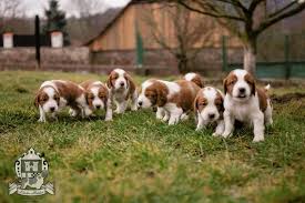 Image result for velššpringršpaněl