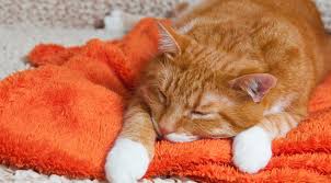 Pylori also appears to play a role in the pathogenesis of gastric malt lymphomas, which arise as a reaction to infection of the stomach. Treating Ibd In Cats Feline Inflammatory Bowel Disease Dispomed