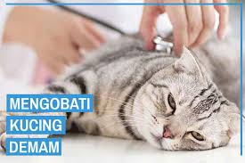 9 Cara Mengobati Kucing Demam Secara Efektif Kucingklik Com
