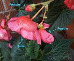 Because they don't need pollination, a lone cavendish plant will produce fruit. How To Have More Big Begonia Blooms The Fabulous Garden