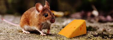 They will admit this and they say quite. Do Mice Really Like Cheese Fact Or Fiction Earthkind