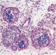 The main point of the slide is to show you how much richer the vascular supply is to the endocrine tissue, the islets of langerhans, than to the surrounding exocrine pancreas. Https Physoc Onlinelibrary Wiley Com Doi Pdf 10 1113 Expphysiol 1961 Sp001551