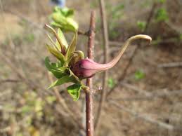 Image result for Strophanthus sarmentosus
