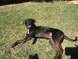 During the first fear period therefore it is important to avoid exposing the puppy to traumatic experiences. Dog Training School Brisbane Dog Trainer Puppy Fear Impact Period