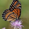 Butterflies are attracted to a number of flowers and other plants — here's why it's beneficial to plant them. Https Encrypted Tbn0 Gstatic Com Images Q Tbn And9gcqysaoazvbli3ym Amh3p3i5ionu Sqvm4wjckkaqeaxvidrc0 Usqp Cau