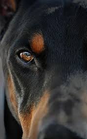 look into my heart beautiful dogs dogs doberman pinscher