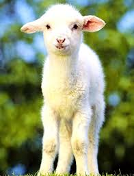 Cute Animals Hd Pictures Wallpapers Animals Animalswallpapershd Animalswallpaperspc Animalswallpapersiphone Cutean Animals Baby Sheep Animals Beautiful