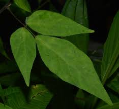 Image result for Hylodesmum