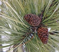 Image result for Pinus