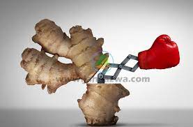 Manfaat Jahe Merah Untuk Pria Merah Jahe Wedang Jahe