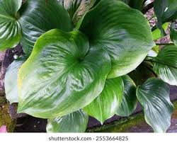 Image result for Cyanastrum johnstonii