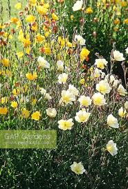 Image result for Oenothera stricta