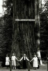 Armstrong Woods And The Colonel Armstrong Circa 1908 Sequoia Tree Redwood Tree State Parks