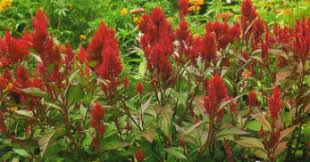 Image result for Celosia stuhlmanniana