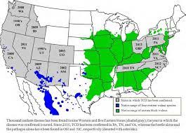 Iowatreepests Com Thousand Cankers Disease Of Black Walnut