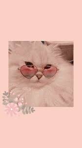 Bueno Fotos Gatos Fondos Vintage Ideas Gato Fondo Estetica Rose Tumblr Por A Iphone Wallpaper Quotes Love Aesthetic Iphone Wallpaper Iphone Wallpaper Cat