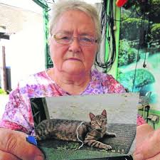 Ungewöhnliche Häufung vermisster Tiere im Gebiet der Verbandsgemeinde  Apenburg und Ahlum.