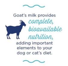 Is goats milk good for dogs 🐐🍼. Goat Milk Why It S So Good For Your Dog Or Cat Animal Wellness Magazine