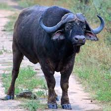 Wildlife Wednesday Never Far From Water The African Water Buffalo Can Live In Grasslands Savannas Swamps Lowland Floodplains Mi Water Buffalo Wildlife Savanna