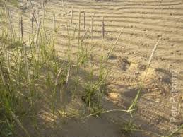 Image result for Sporobolus spicatus