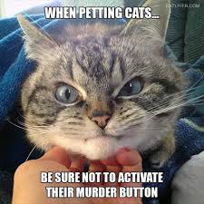 May Not Be Located In The Same Position On Every Cat Find Your Cat S Button At Your Own Risk Funny Cat Memes Funny Cat Pictures Funny Animals With Captions